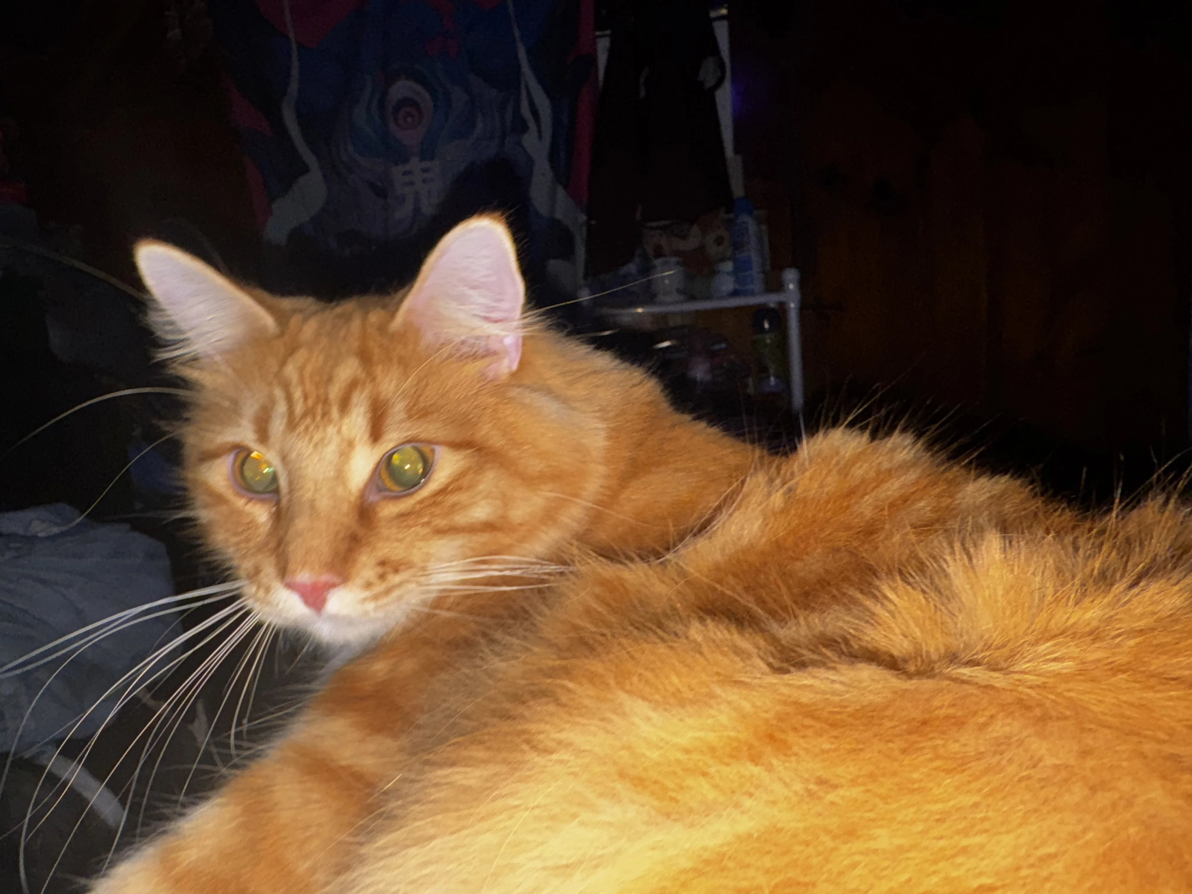 Cat sitting, looking at camera